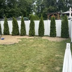 Privacy arborvitae planted along the white fence